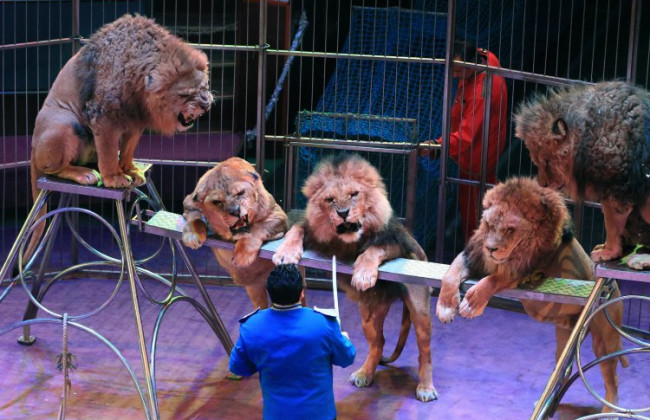 В Украине намерены запретить использование диких животных в цирках