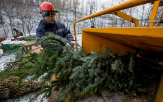 Куда сдать новогоднюю елку на утилизацию: открыто 15 пунктов приема