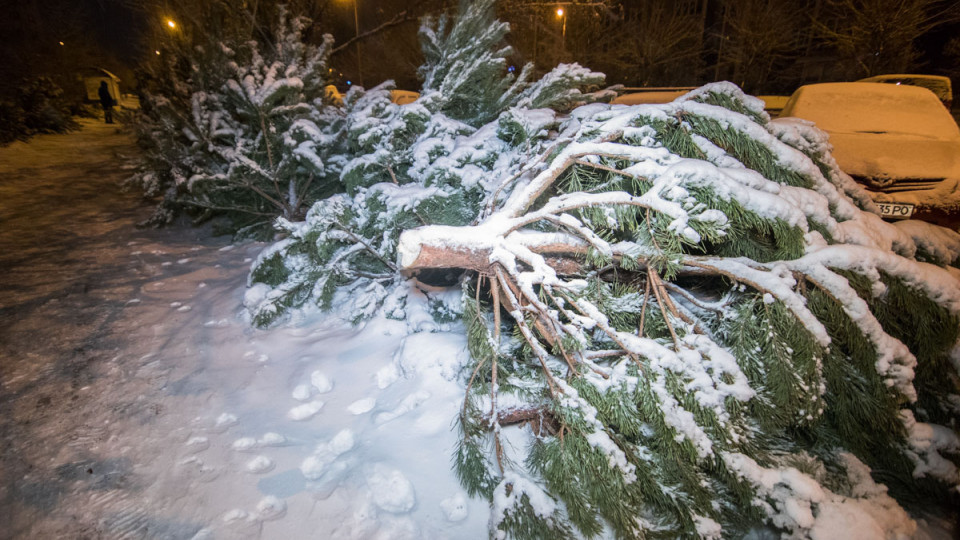 Из-за елки: в Киеве мужчины устроили поножовщину