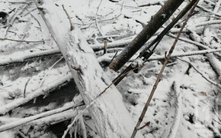 Последствия непогоды: дерево в Кривом Роге переломило женщине позвоночник