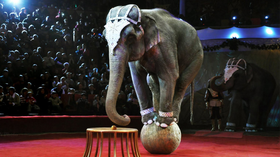 Цирки без животных: Кабмин утвердил реализацию запрета в несколько этапов