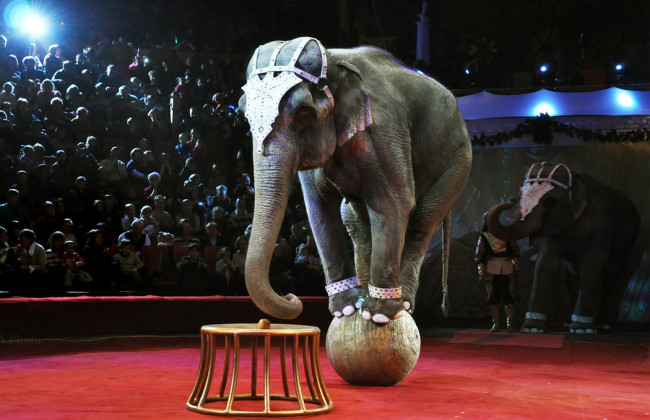 Цирки без животных: Кабмин утвердил реализацию запрета в несколько этапов