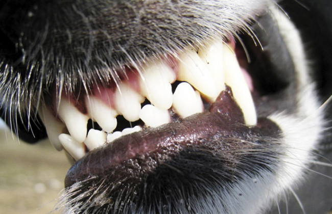 Киянам на замітку: розфарбований дог нападає на домашніх собак