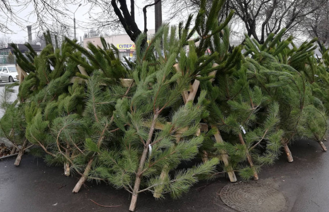 Куда сдать новогоднюю елку на утилизацию: список пунктов приема в Киеве
