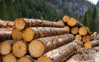 В Украине ужесточили ответственность за незаконную вырубку и контрабанду леса