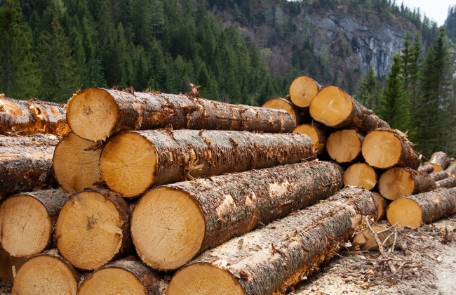 В Украине ужесточили ответственность за незаконную вырубку и контрабанду леса