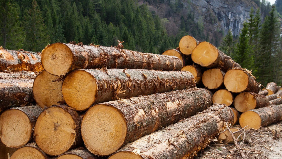 В Украине ужесточили ответственность за незаконную вырубку и контрабанду леса