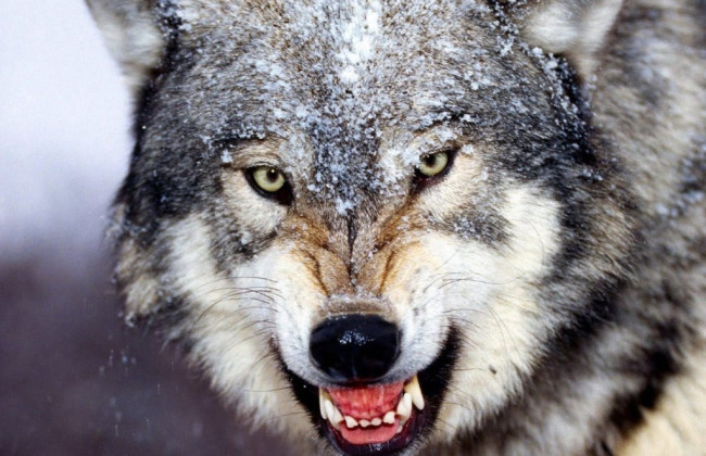 Трое пострадавших: волк в Запорожской области набросился на людей