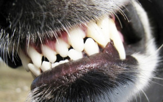 Кусав і шматував: бійцівський пес напав на жінок у під'їзді