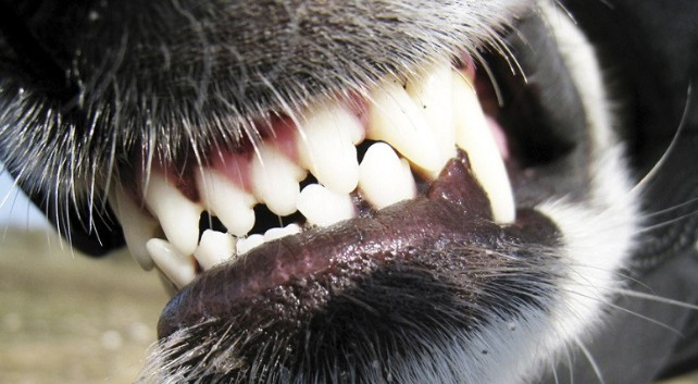 Кусав і шматував: бійцівський пес напав на жінок у під'їзді