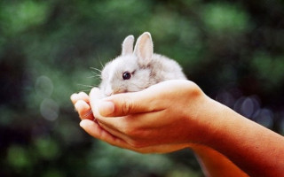 В Украине запретят тестирование косметики на животных