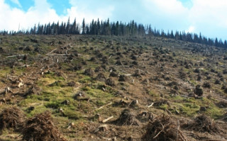 Окружний адмінсуд зобов’язав Кабмін внести зміни до правил вирубки лісу