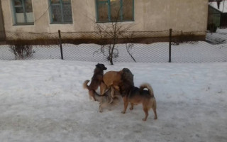 Трагедія у Ківерцях: безпритульні пси напали на дитину