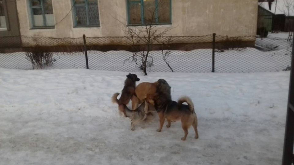 Трагедія у Ківерцях: безпритульні пси напали на дитину