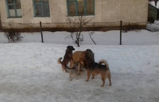 Трагедія у Ківерцях: безпритульні пси напали на дитину