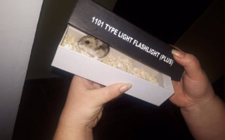 Хомяк вместо бомбы: в Одессе произошел курьезный инцидент