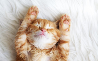 Топ-5 напитков, способствующих хорошему сну