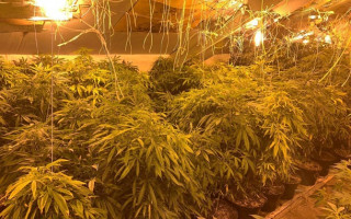 На чердаке многоэтажки Киева правоохранители нашли 163 горшка с коноплей