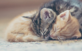 Пьяный мужчина выбросил котов из многоэтажки в Харькове