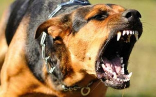 ЧП под Харьковом: 4-летнего ребенка за голову покусала собака