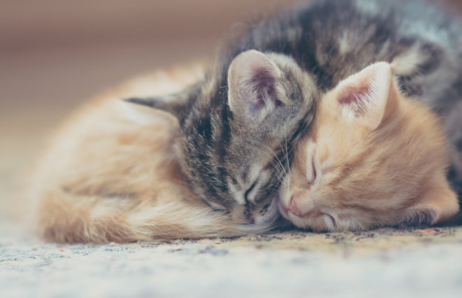 Пьяный мужчина выбросил котов из многоэтажки в Харькове