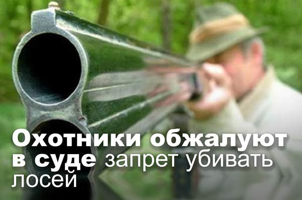 Охотники обжалуют в суде запрет убивать лосей