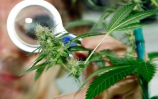 Марихуана в Украине: Супрун поддержала легализацию медицинского каннабиса