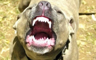 ЧП под Херсоном: бездомный пес изувечил лицо девочки