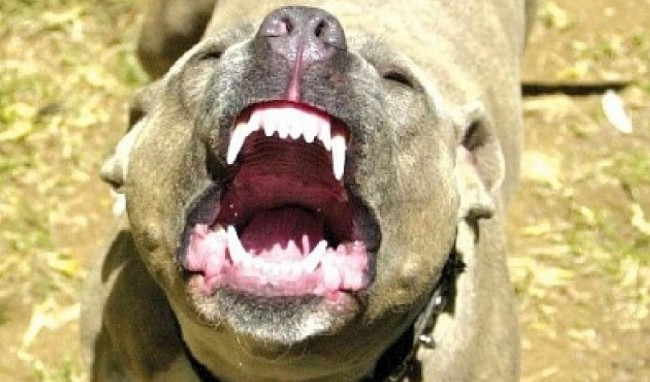 ЧП под Херсоном: бездомный пес изувечил лицо девочки