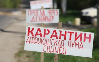 На харьковской свалке нашли туши свиней с вирусом африканской чумы