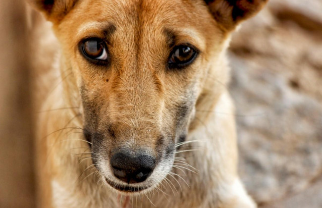 В Харькове мужчина издевался над щенком средь бела дня