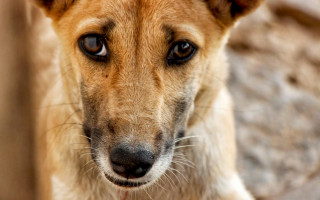 В Харькове мужчина издевался над щенком средь бела дня