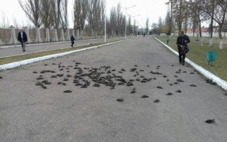 Сотни погибших: в Днепре массово гибнут птицы