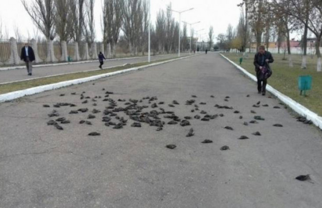 Сотни погибших: в Днепре массово гибнут птицы