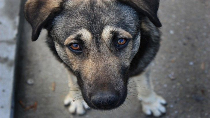 Избил и выбросил собаку: киевлянину грозит до 6 лет тюрьмы