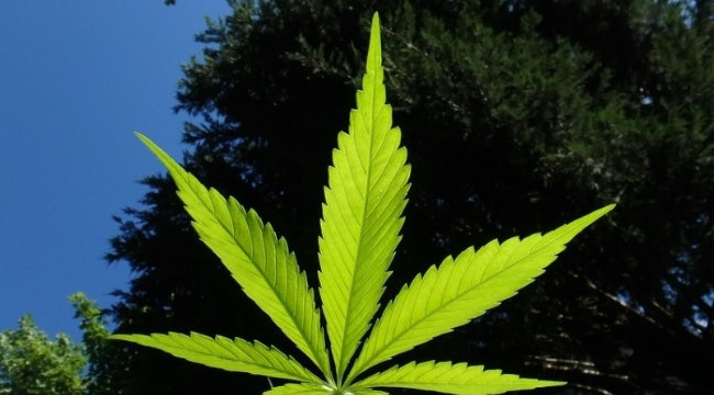 70-річна жінка виготовляла наркотики: рішення суду