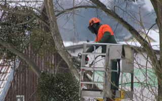 НП у Тернополі: під час обрізання дерев з вишки впало двоє людей