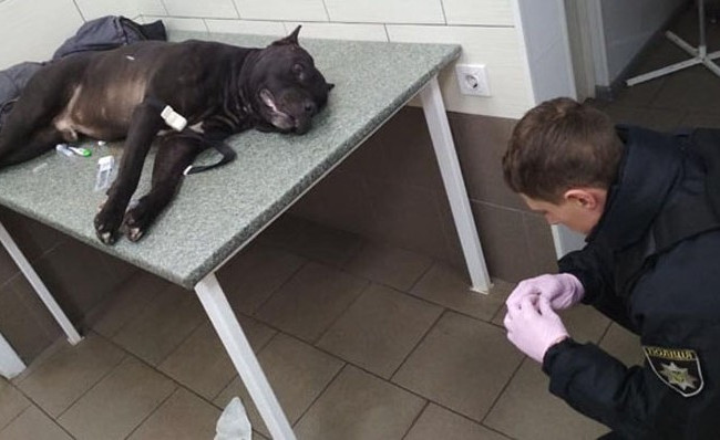 Коп у Києві застрелив собаку: всі подробиці