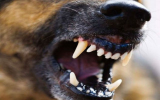 Смерть от клыков: парень спустил собаку на свою девушку