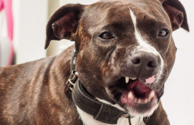 Оставил умирать: бойцовская собака до смерти загрызла женщину