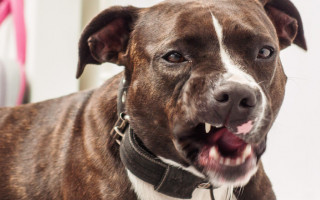 Оставил умирать: бойцовская собака до смерти загрызла женщину