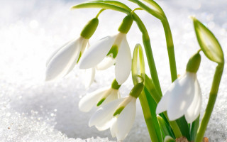 Весеннее обострение: как помочь организму в период смены сезонов