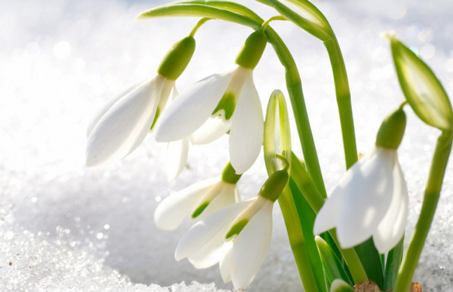 Весеннее обострение: как помочь организму в период смены сезонов