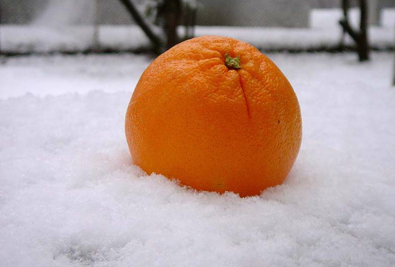 Выброшенный из окна апельсин едва не убил ребенка в Киеве