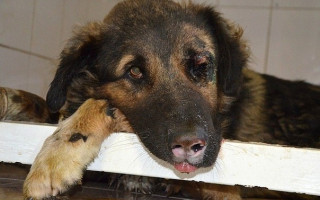 Доїдали трупи померлих: на Закарпатті власник заморив голодом собак