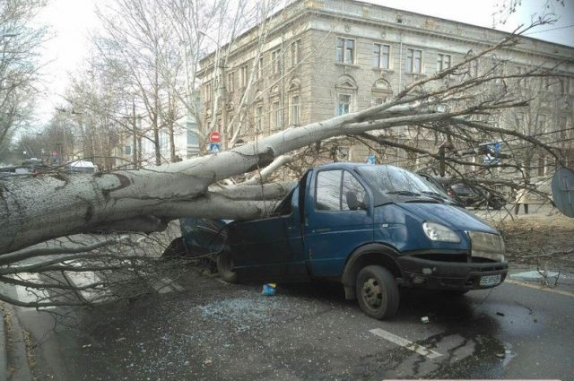 В Николаеве дерево рухнуло на дорогу и раздавило микроавтобус