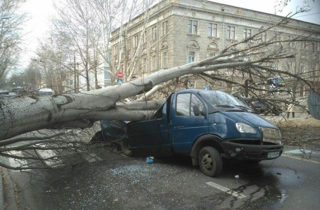 В Николаеве дерево рухнуло на дорогу и раздавило микроавтобус