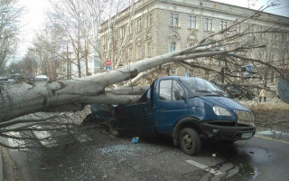 В Николаеве дерево рухнуло на дорогу и раздавило микроавтобус