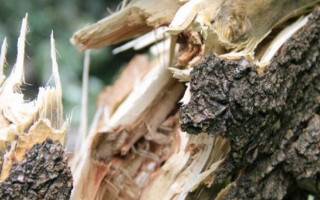 ЧП под Киевом: упавшее дерево придавило маршрутку, полную людей