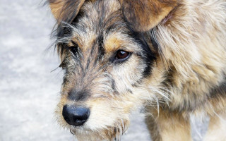 Гавкіт і сморід: киянка перетворила квартиру на притулок для вуличних собак